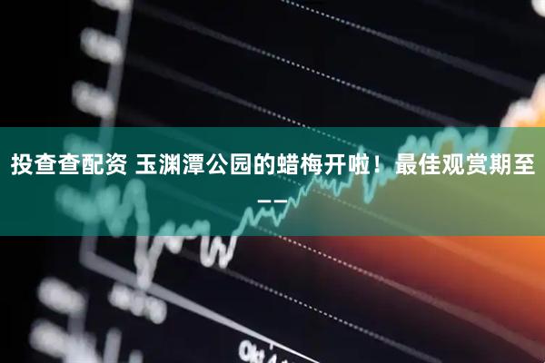 投查查配资 玉渊潭公园的蜡梅开啦！最佳观赏期至——